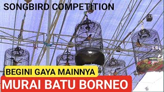 LOMBA MURAI BATU BORNEO [upl. by Ursa]