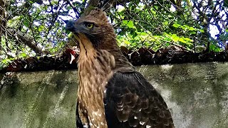 Most dangerous hunting birds  Prey of birds [upl. by Eda]