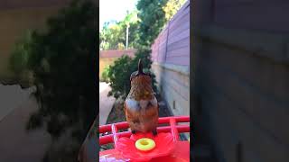 Attracted beautiful hummingbirds to our garden with our hummingbird feeder family love birdcams [upl. by Elisa]