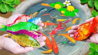 Amazing Catch Tiny Ornamental Pufferfish TurtlesOrnamental Fish Koi Striped Fish Angelfish [upl. by Eelyr]