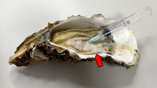 Strange Organ Inside a Oyster  Oyster Dissection [upl. by Oaoj618]