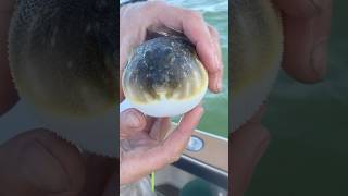 Blowfish floats when released pufferfish fishing fish [upl. by Maidy354]