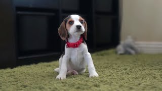 Cute beagle puppy from 8 weeks to 3 months [upl. by Tiraj]