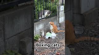 Boxing cats funnycats cat cute [upl. by Thedric]