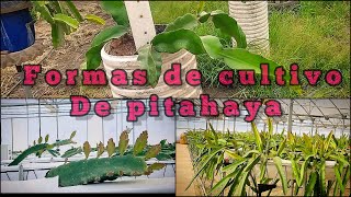 3 formas de cultivo de pitahaya  hidroponía en macetas y en invernadero [upl. by Onitrof]