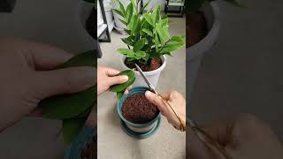 Cutting flower and pruning flower in pot so beautiful garden flowers in home plants garden flower [upl. by Cryan338]