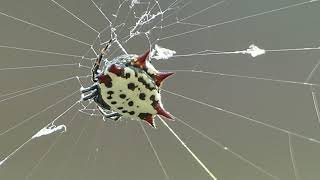 Spinybacked Orbweaver Spider Web [upl. by Aihsat]