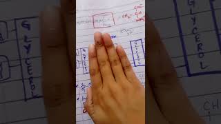 Phospholipid Structure  Chapter 17 Lippincott Biochemistry Part 1 [upl. by Maupin]