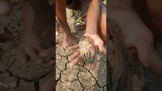 crab kaise bante Hain vah dikhata hun🦀🙀 fishing village crab support shorts viralvideo [upl. by Koh]