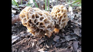 Culture Morilles le 10 11 2023 dans jardinière [upl. by Koralie]