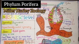 Phylum Porifera Miller Harley Zoology [upl. by Swanson]