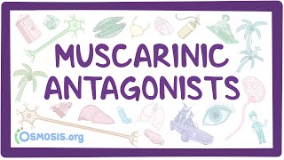 Muscarinic antagonists pharmacology [upl. by Mastat]