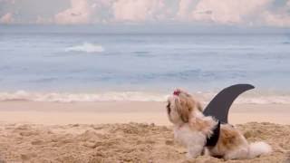 Shark Week 2016 ShihTzu Commercial [upl. by Allin608]