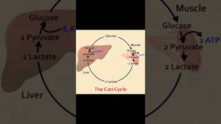 Cori Cycle amp Lactic Acid Cycle Biochemistry youtubeshorts youtube biochemistry [upl. by Eidas]