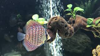 Stendker Discus  UAE  Juwel RIO 450  19Oct2021 [upl. by Thisbe]