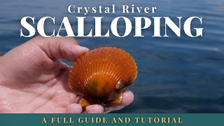 The Ultimate Guide to Crystal River Scalloping [upl. by Howund]