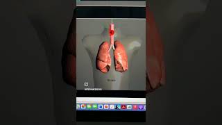 Abnormal Lung Sounds  Wheezing  Stridor  Rhonchi  Diminished Lung sounds  Within 2 minutes [upl. by Enayr]