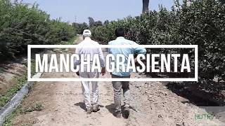 Mancha grasienta 2019  Nutrifer SAC [upl. by Lareneg]