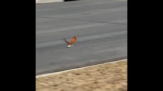 Redshafted Flicker Provo Utah [upl. by Hasheem]