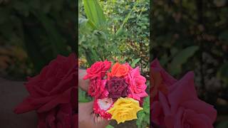 Roses harvesting in my garden roses mygarden gardening harvesting shortvideo ytshorts [upl. by Aizirtap]