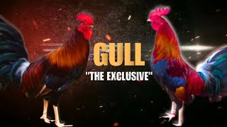 GULL GAMEFOWL HISTORY Fighting Style and History [upl. by Aliekahs]