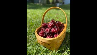 HOW TO MAKE ROSELLE JAM  The Ultimate Cranberry Jam shorts [upl. by Eidurt104]