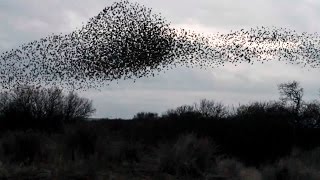 Starling Murmuration [upl. by Epoh]