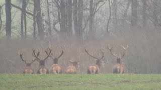 POTĘŻNE BYKI JELENIA JEDEN GOMUŁA [upl. by Taub711]