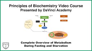 Complete Overview of Metabolism During Fasting and Starvation Metabolism 20 of 21 [upl. by Airekal]