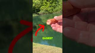 The EASIEST Way To Catch Catfish EVERY Time shorts fishing [upl. by Frerichs]