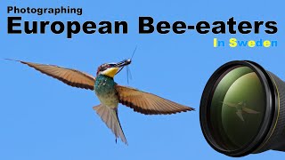 A SUPER location for European beeeaters in Scandinavia [upl. by Annairdua]