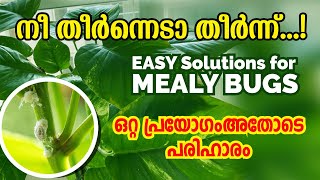 Simple Solution for Mealy Bugs  How to Get Rid of Mealy Bugs on Houseplants Malayalam mealybugs [upl. by Gilliette120]