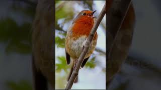 Graceful Birds Soaring Through the Sky September 13 2024 nature foryou shortvideo beautiful [upl. by Sinegold]