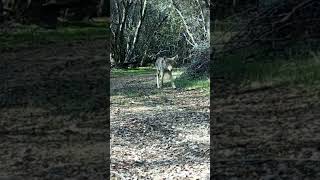 Jogging for Jackrabbits [upl. by Allyson]