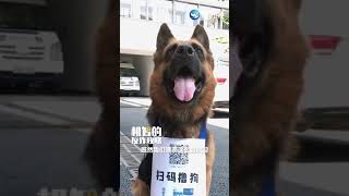 【大陸】最強反詐宣傳員來了！杭州派出所警犬掛牌推廣反詐APP [upl. by Lyudmila]