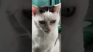 How many expressions does a cat have shortvideo funny mycatchannel cat catblogger mycat [upl. by Sibel130]