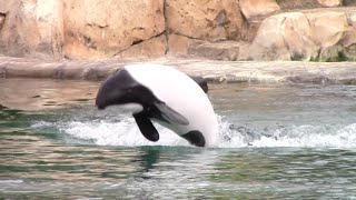 Commersons Dolphin Training Session  Aquatica Orlando  July 17 2022 [upl. by Obocaj400]