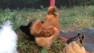 Buff Bantam Silkie Chicken Rooster Crowing SnoCo Silkies [upl. by Haikezeh]