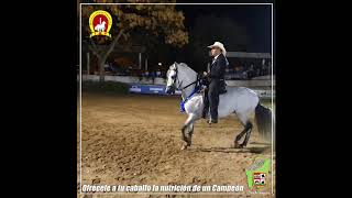 Joyero de Roma Paso Fino [upl. by Ytinirt]