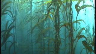 Giant Kelp Forest Macrocystis pyrifera  Tasmania Australia [upl. by Bette]