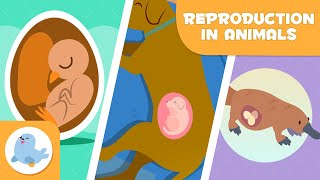 REPRODUCTION IN ANIMALS 🐶🐦 SEXUAL and ASEXUAL 🥚🤰🏻 OVIPAROUS VIVIPAROUS OVOVIPAROUS [upl. by Esenaj595]