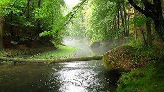 Kamnitzklamm Unwegsamer Teil  Böhmische Schweiz [upl. by Wendelin]