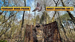 Wood PIgeon Shooting  February Wood Pigeon Roost Shooting Day 2 [upl. by Atsira]