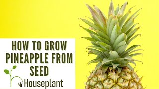 How To Grow Pineapple From Seed [upl. by Elocen987]