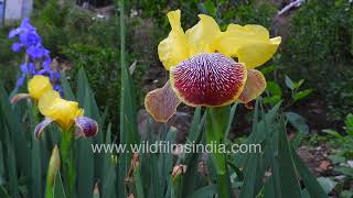 Bearded German rhizomatic Iris in multiple hues and Aquilegia at Jabbarkhet [upl. by Irolam780]