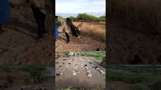 இரண்டு மணி நேர வேலை நிம்மதியான தூக்கம் 🌞🤓🤩  pastoralism  jallikattu  cowboys [upl. by Solorac]