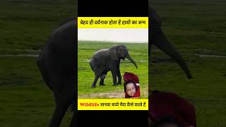 Janwar Apne bacche Janm Kaise Dete Hain  Hathi ki delivery ytshortsviral [upl. by Joan]