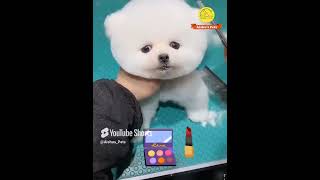 Pomeranian Dog most Funny movement😍Shorts shortsfeed [upl. by Grimbald19]