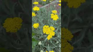 Fernleaf Yarrow yutubeshorts flowers [upl. by Dyol]