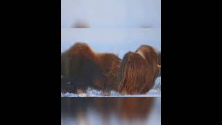 When Musk Oxen Battle for Mating Rights animalbattles muskoxen wildlife [upl. by Oilcareh]